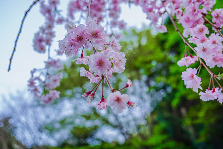 日本樱花季节图片