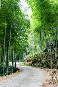 山间竹林背景图片