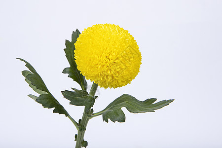 重阳节主题图片背景