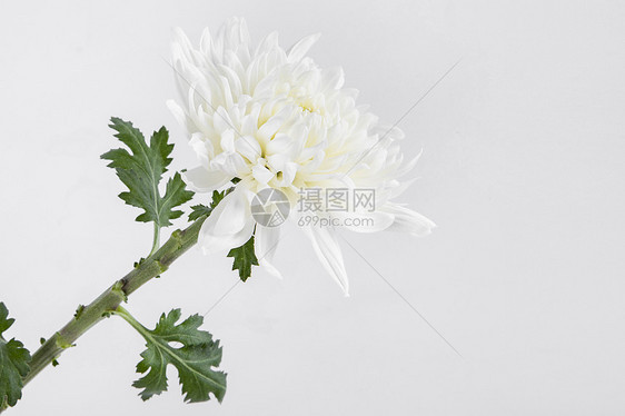 白色菊花图片