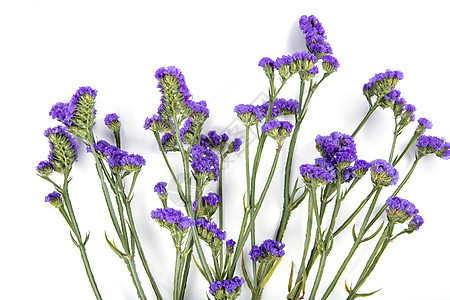 紫色小花勿忘我高清图片下载 正版图片 摄图网