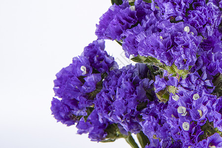 紫色勿忘我勿忘我花卉花语高清图片