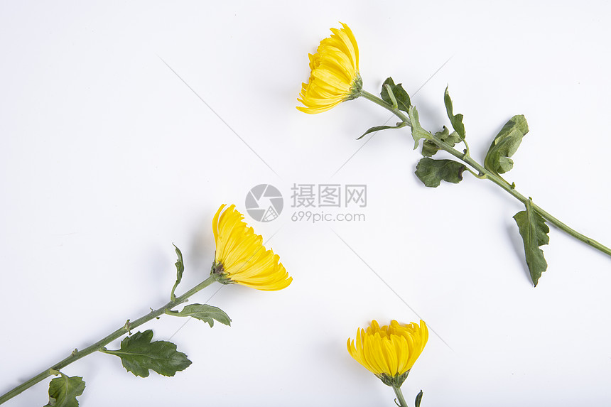 三束菊花图片