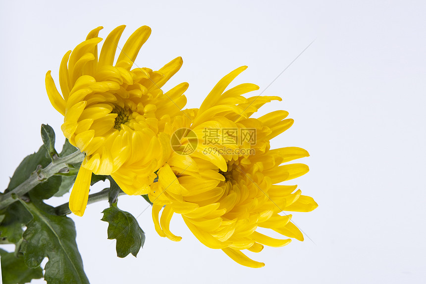金黄色的菊花图片