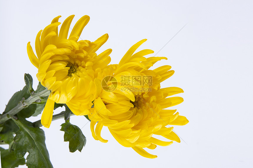金黄色的菊花高清图片下载 正版图片 摄图网