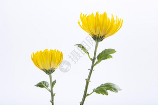 两只黄色的小菊花图片