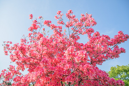 一树繁花背景图片