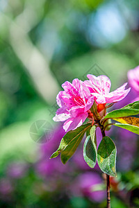 花背景图片