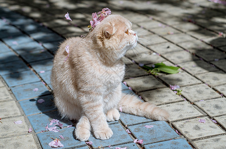 踏青猫咪图片