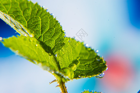 水珠特写绿叶上的水珠背景