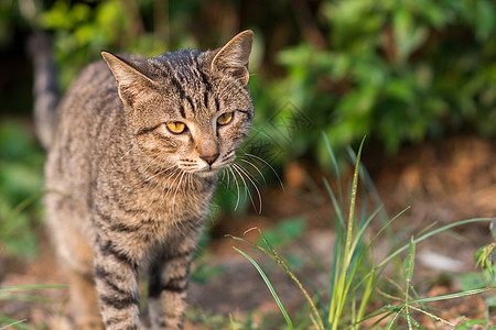 小花猫图片