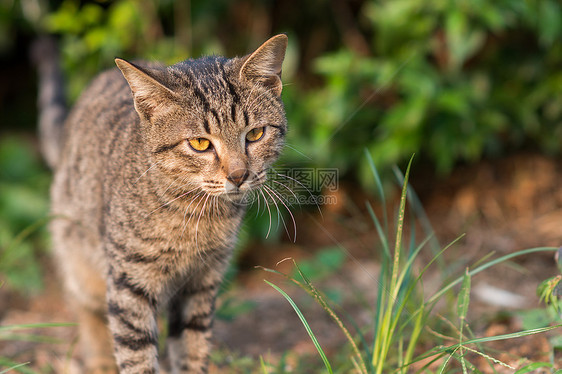 小花猫图片