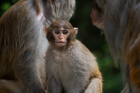 猴子背景图片