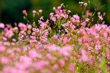 王不留花图片