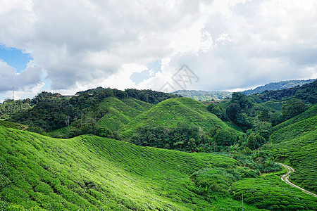 茶叶路素材马来西亚高山茶园BOH背景