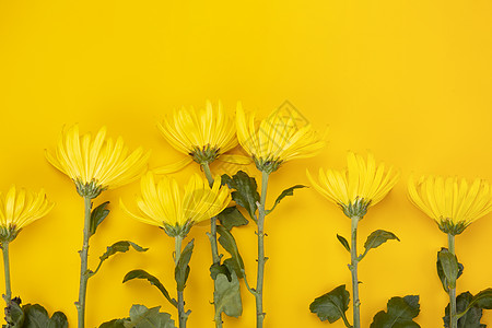 重阳节手绘黄色菊花背景