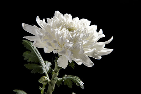 白色菊花图片 白色菊花素材 白色菊花高清图片 摄图网图片下载 白色菊花图片 白色菊花素材 白色菊花高清图片 摄图网图片下载