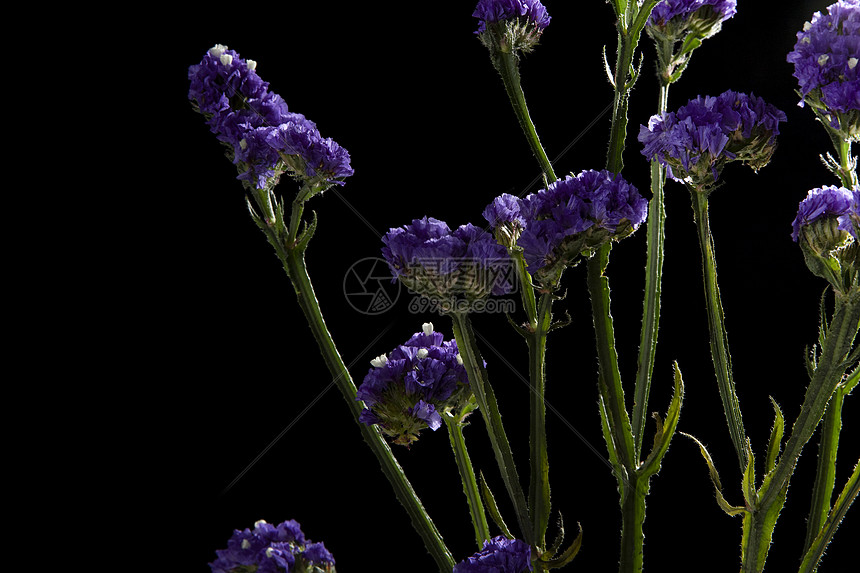 紫色勿忘我高清图片下载 正版图片 摄图网