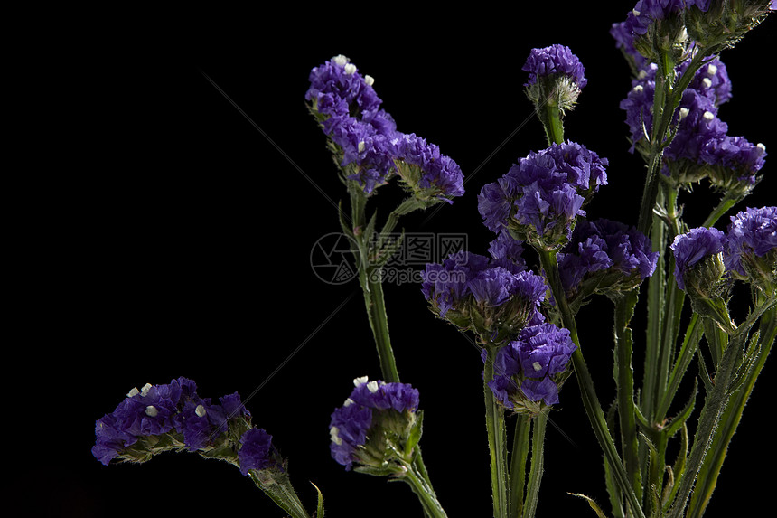 紫色勿忘我高清图片下载 正版图片 摄图网