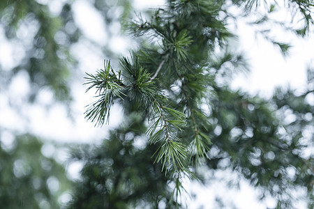 松树背景图片