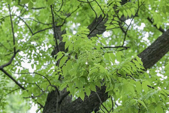 绿植绿叶图片