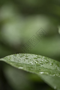 夏天的雨绿植绿叶背景