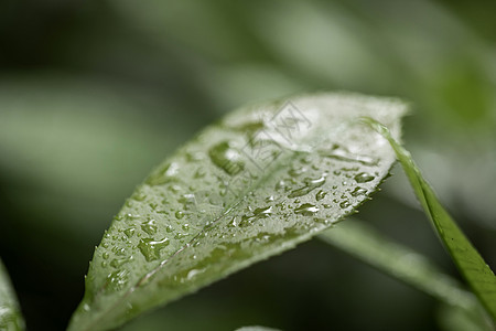 夏至绿植绿叶图片