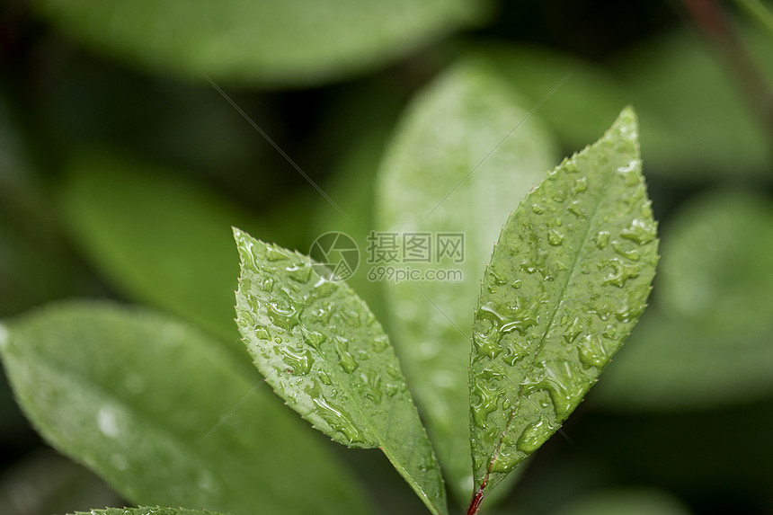 绿植绿叶图片