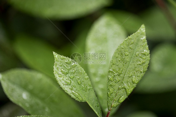 绿植绿叶图片