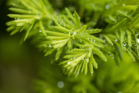 春天的树叶水珠小雨高清图片