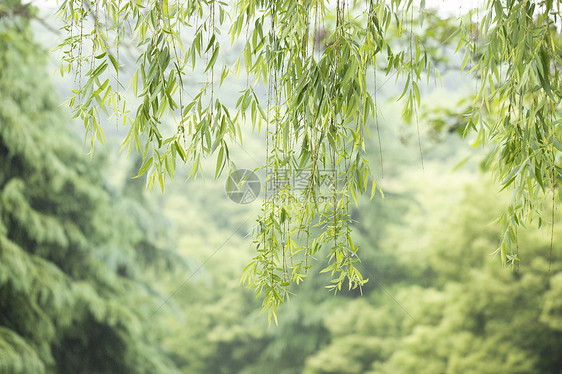 春天的垂柳图片