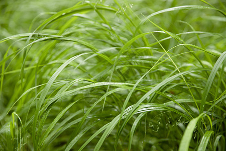 雨刮片春天的草丛背景
