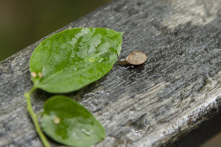 下雨的森林蜗牛背景