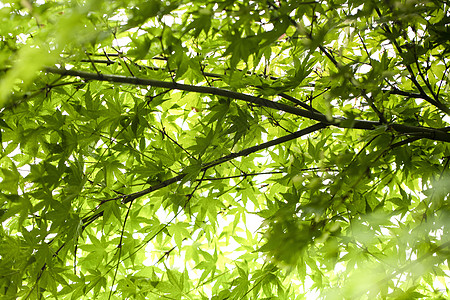 枫叶和水珠夏至枫叶背景