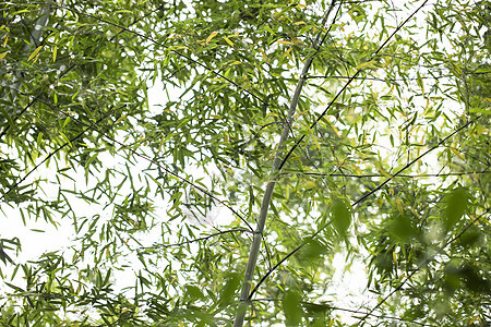 夏季竹林背景图片