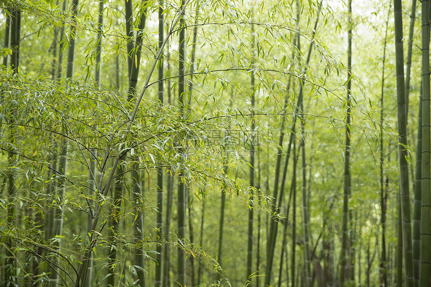 夏季竹林图片