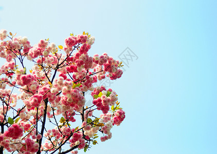 樱花Cherry高清图片