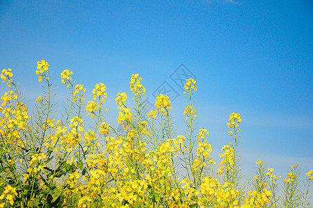 油菜花十字花科白花菜高清图片