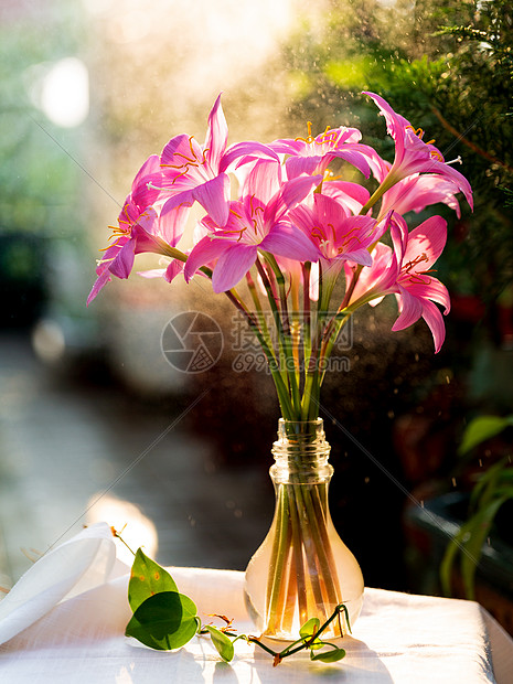 粉红色风雨花图片