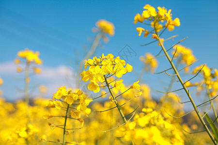 油菜花图片