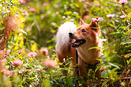 狗中华田园犬高清图片