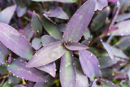紫竹梅图片
