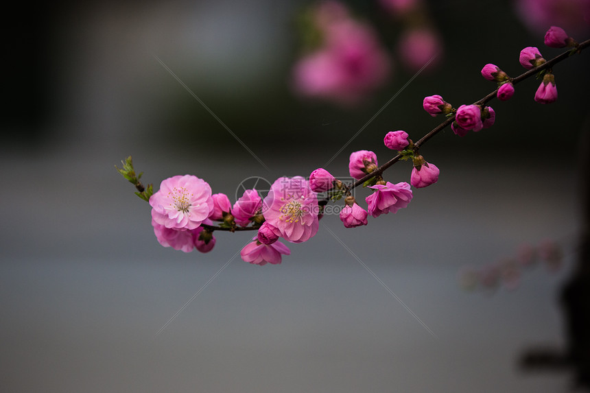 绽放的春花图片