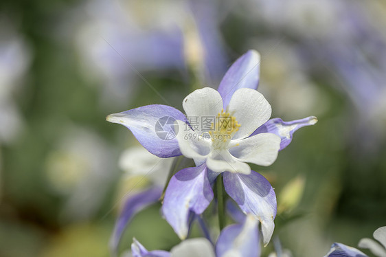 耧斗菜花图片