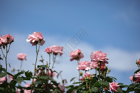 粉色月季花图片