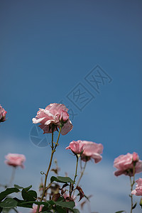 粉色月季花背景图片