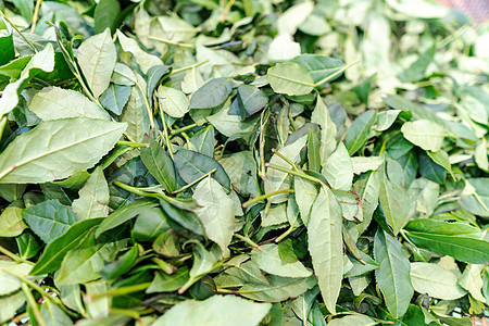乌龙茶新鲜采摘茶叶图片