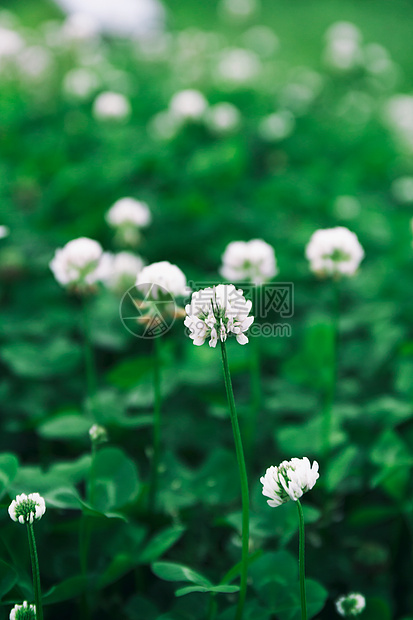 绿色小白花清新背景图片