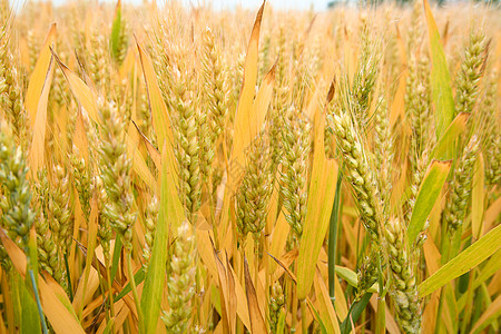 成熟小麦麦子麦穗高清图片