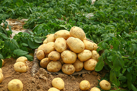 农家土豆收获图片